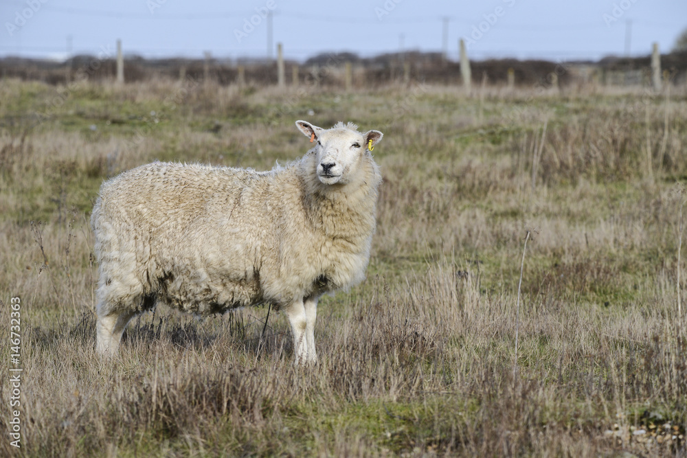 Sheep with long coat grazing on long grass in Winter field