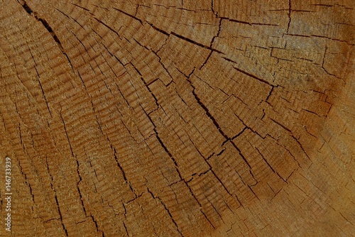 деревянная коричневая текстура дерева на пне