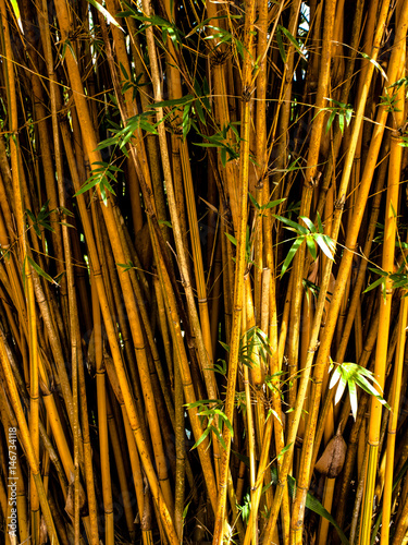 A beautiful bunch of bamboo