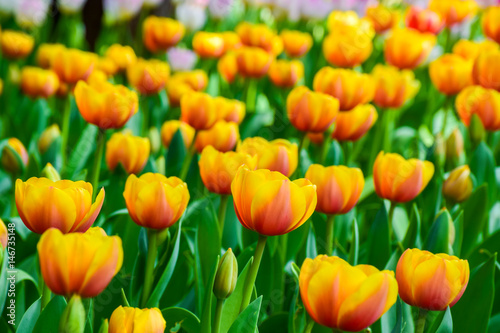 Close up yellow orange tulips in the garden