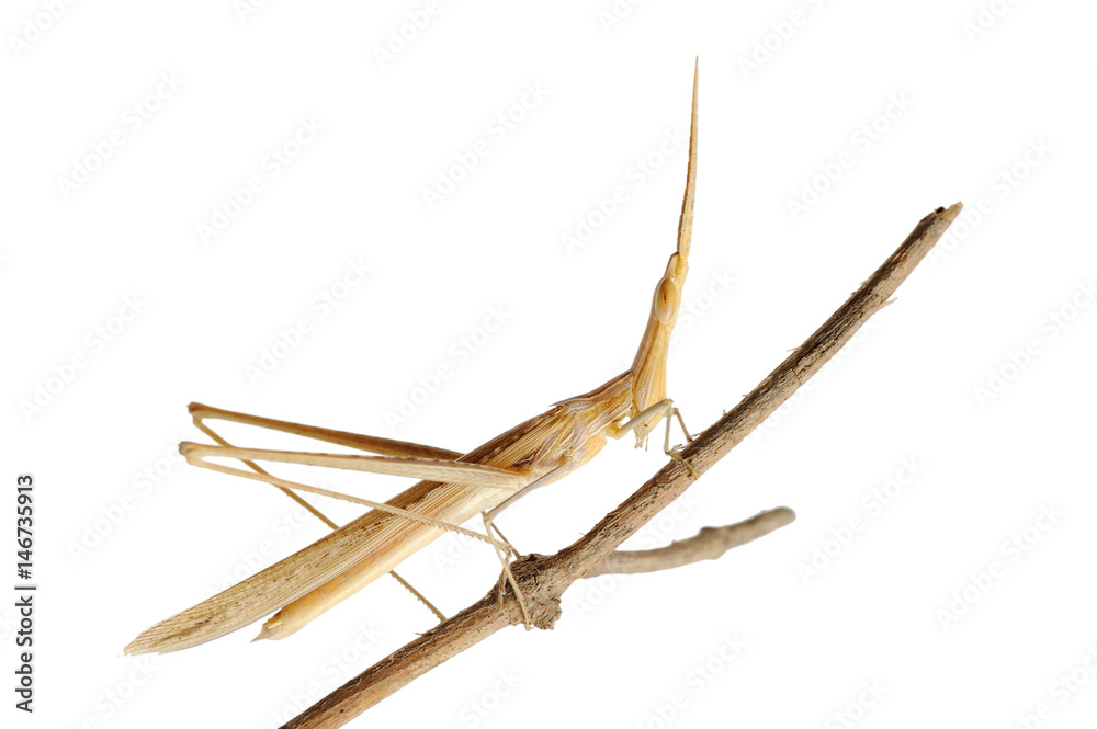 Acrida on a branch, isolated Acrida on a branch, isolated
