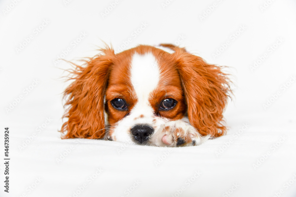 Cavalier King Charles spaniel puppy laying down with paw