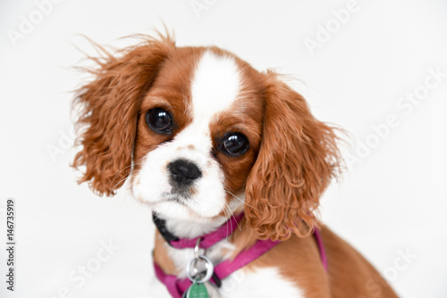 Slika na platnu Cavalier King Charles spaniel puppy close up sitting