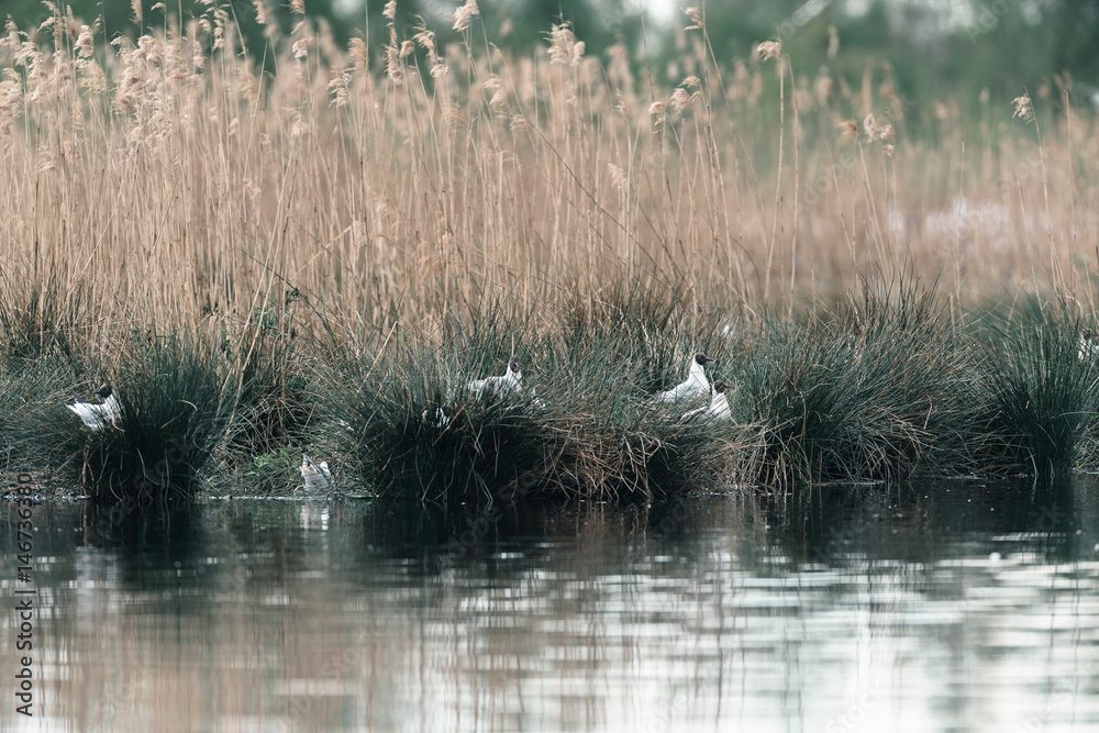 Colony of black-headed gulls sitting in grass at edge of lake. Colony of black-headed gulls sitting in grass at edge of lake.