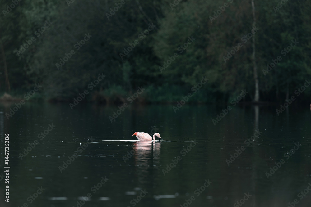 One eating flamingo floating in lake near bushes. One eating flamingo floating in lake near bushes.