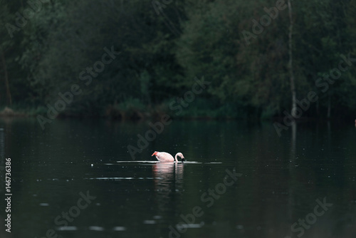 One eating flamingo floating in lake near bushes.