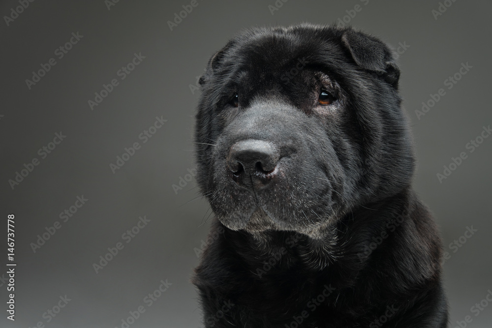 Beautiful black shar pei dog over grey background 
