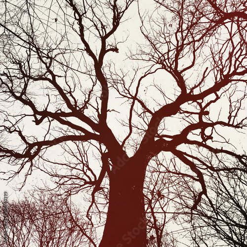 tree silhouette