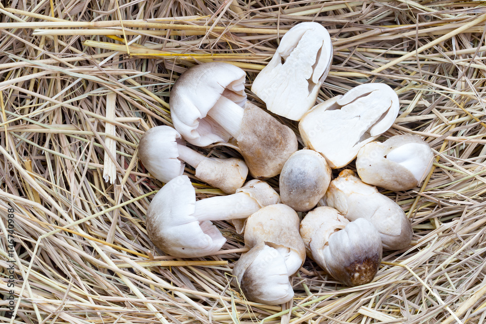 Volvariella volvacea, Straw Mushroom,Straw mushroom on sraw Stock