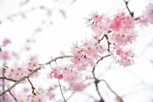 Wild Cherry Blossom Flowers Background © panithi33