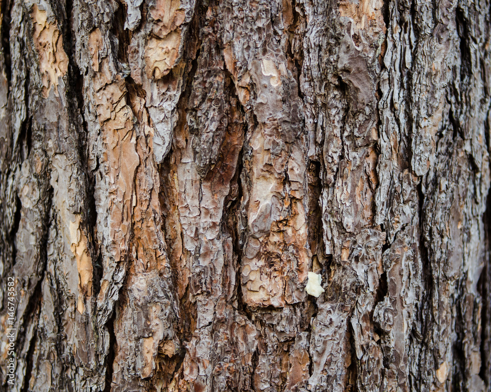 Tree bark texture background Tree bark texture background