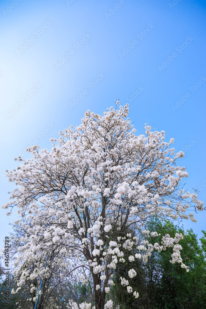 Blooming tree so beautiful