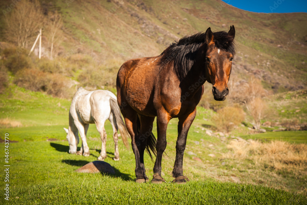 Mountain landscape with grazing horses Mountain landscape with grazing horses