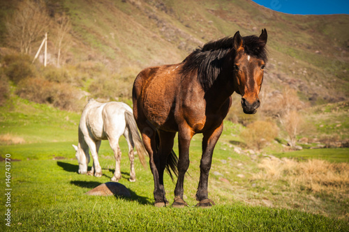 Mountain landscape with grazing horses