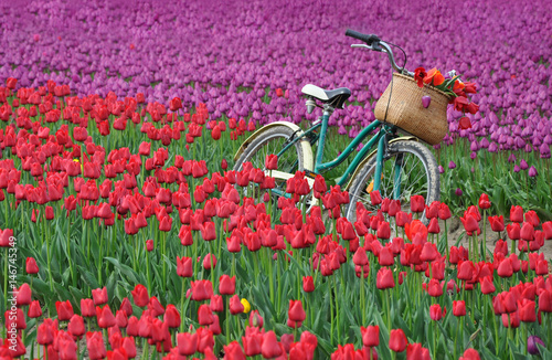 Old bicycle in colorful tulip field