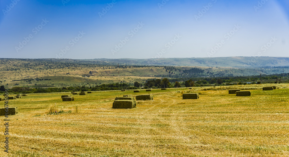 Fototapeta premium Pressed straw briquettes left of harvest lying on a field at sunset
