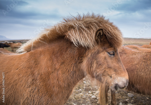 Icelandic horses in the field