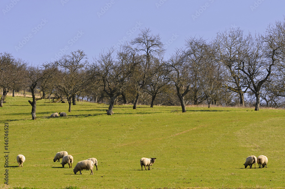 Moutons dans un pré vert arboré en région Grand-Est, France Moutons dans un pré vert arboré en région Grand-Est, France