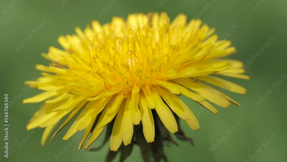 Blossoming dandelion on a blurred background of greenery. Medicinal plant. close-up Blossoming dandelion on a blurred background of greenery. Medicinal plant. close-up