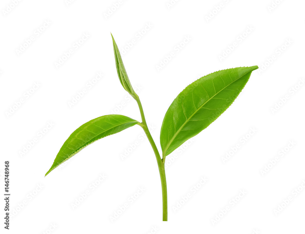 green tea leaf isolated on white green tea leaf isolated on white