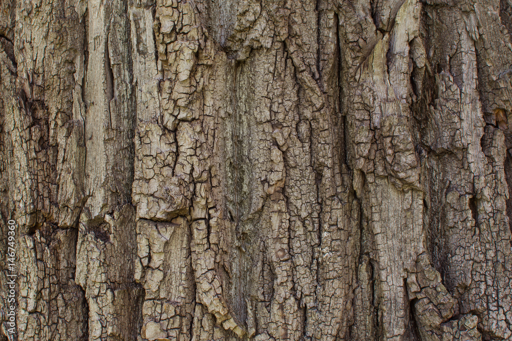 Close-up view of the oak bark. Tree texture for background Close-up view of the oak bark. Tree texture for background