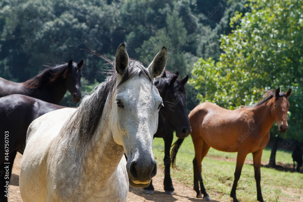 Obraz premium team horse