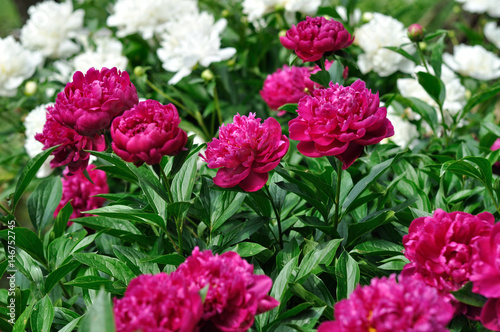  pink and white peony flowers at the flower-bed in the garden