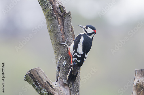 grey spotted wood pecker