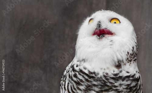 Fotografija White Owl with shocking meme face