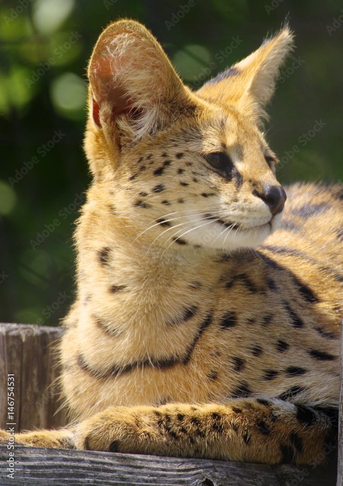 そっぽ向くサーバル