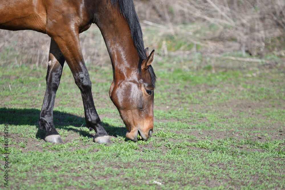 Fototapeta premium Horses at the farm