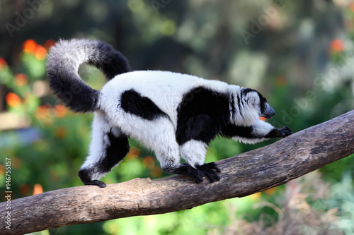 Black-and-white ruffed lemur © leonidp