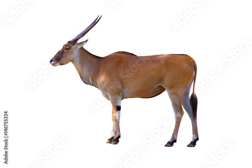 Common eland (Taurotragus oryx) photo