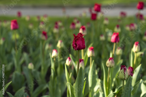 red baby tulip