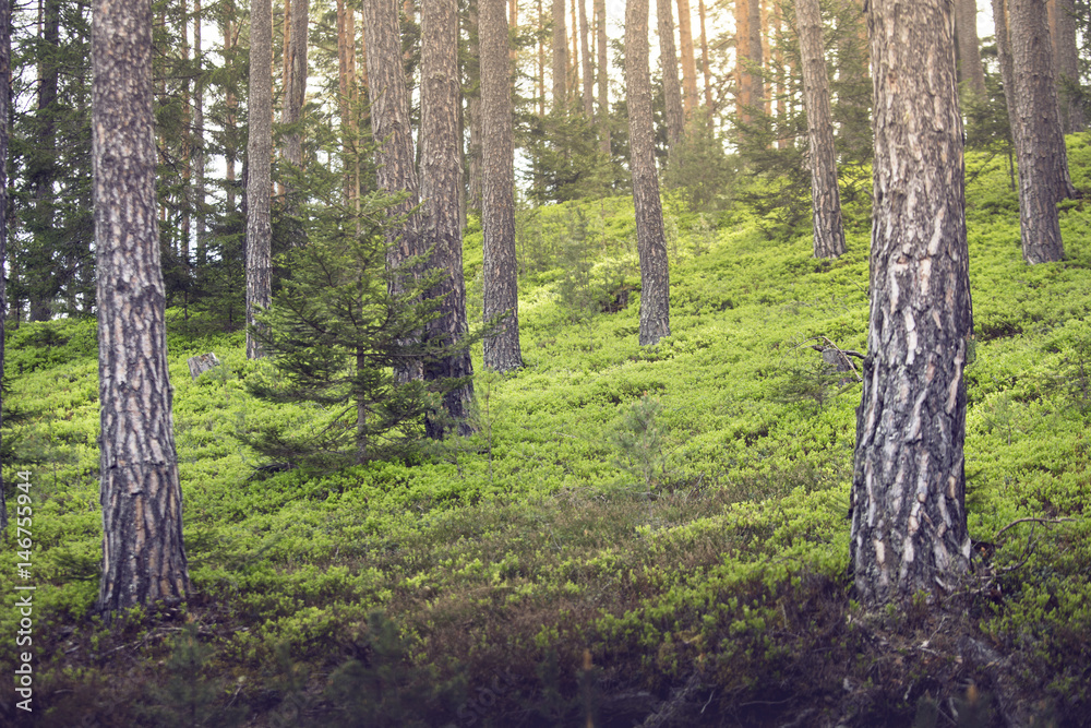 Naklejka premium Sonnenstrahlen im Wald