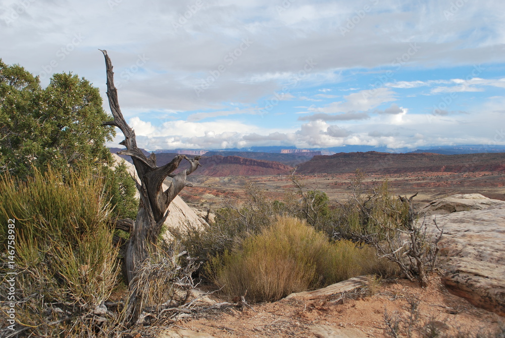 Fototapeta premium desert landscape