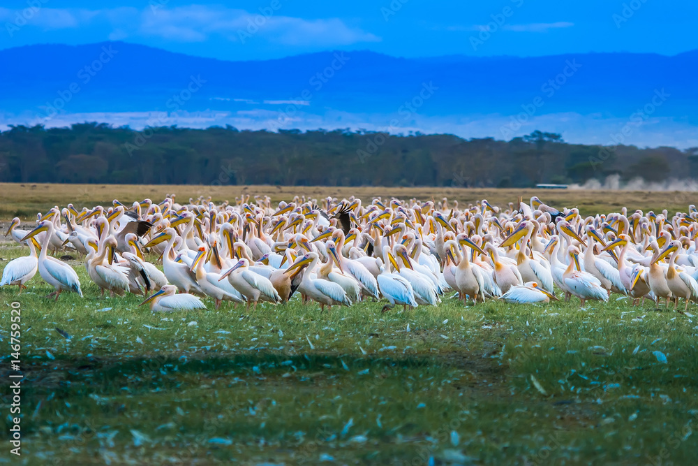 A large flock of white pelicans. African pelicans. Kenya.