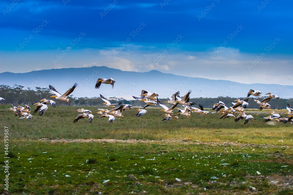 The flock is flying over the ground. Pelicans in Kenya.