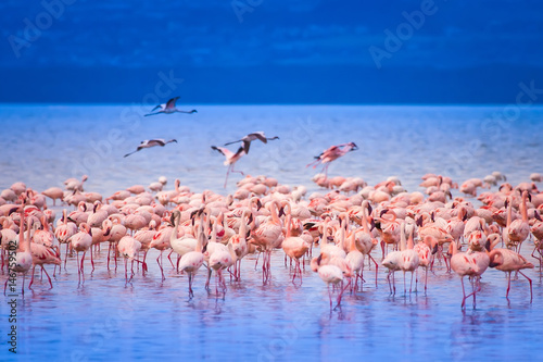 Pink flamingo. Kenya.