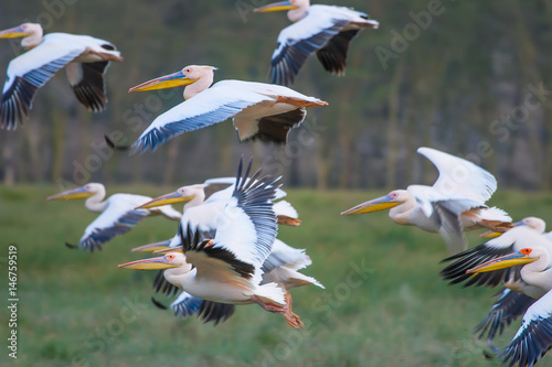Flight of birds. A flock of...