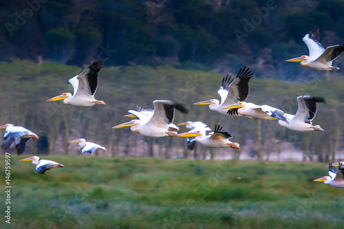 Large migration of birds. F...