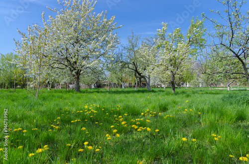 Wallpaper Mural Beautiful blooming of fruit trees over blue sky in colorful vivi Torontodigital.ca
