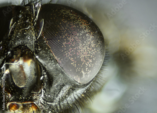 Fly's eye close-up view. Microscopic world.