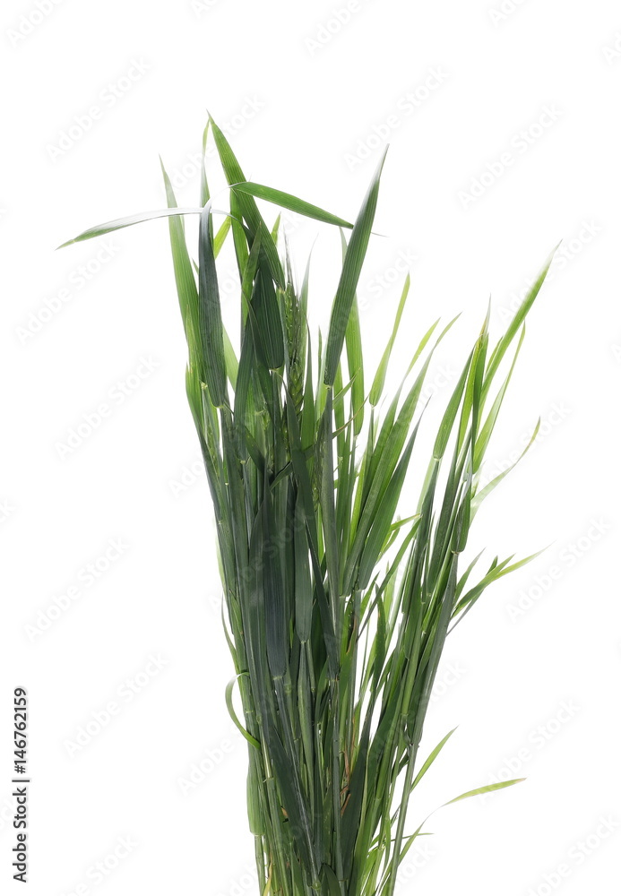 green ears of wheat isolated on white background, with clipping path green ears of wheat isolated on white background, with clipping path