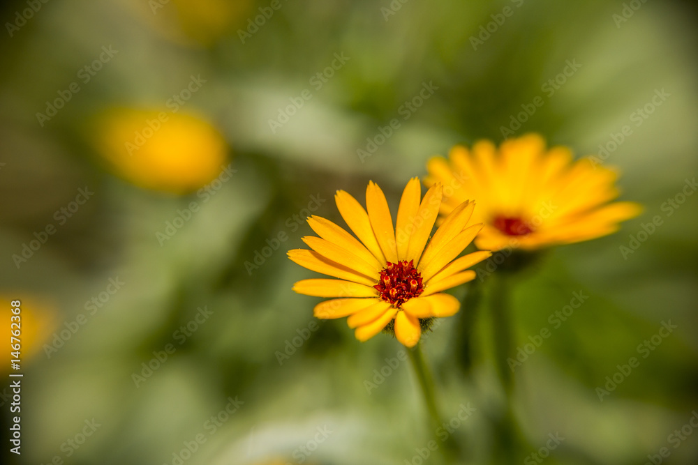 Obraz premium Close up shot of a beautiful yellow flower.