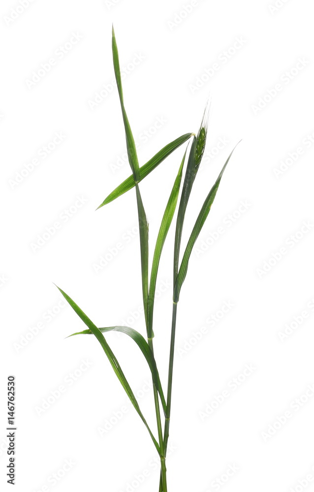 green ears of wheat isolated on white background, with clipping path green ears of wheat isolated on white background, with clipping path