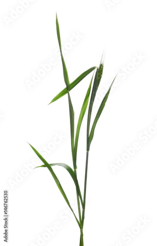 green ears of wheat isolated on white background, with clipping path