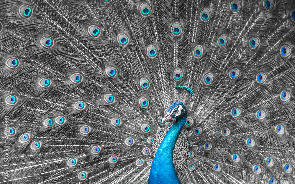 Obraz premium Mono tone close up of peacock showing drametic trail