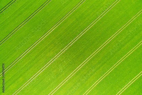 Aerial view of a wheatfield with lanes in spring