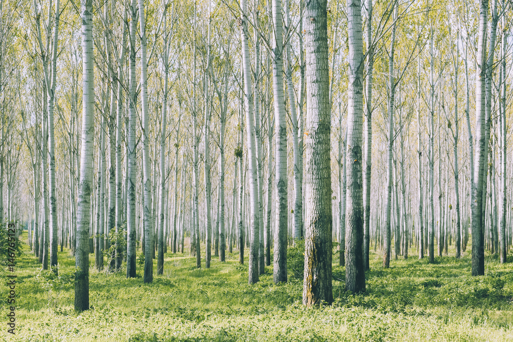 Fototapeta premium Birch forest